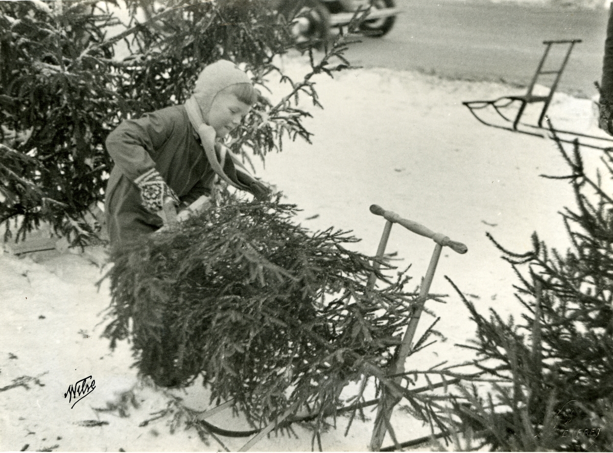 Anders Beer Wilse, Prot: Juletræet fragtes hjem Arbeiderb 12-38
