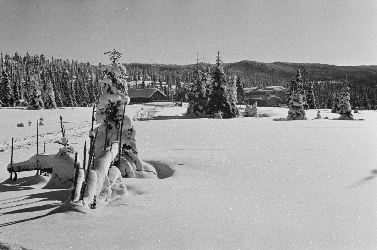 Anders Beer Wilse, Prot: Nordmarka