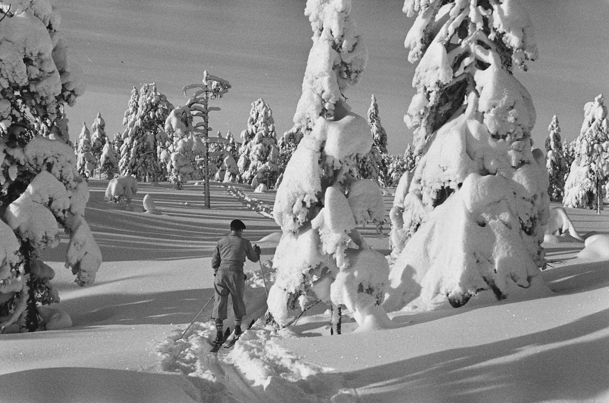 Anders Beer Wilse, Prot: Nordmarka