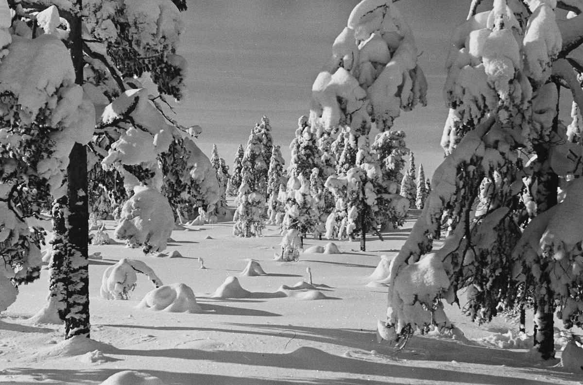 Anders Beer Wilse, Prot: Nordmarka
