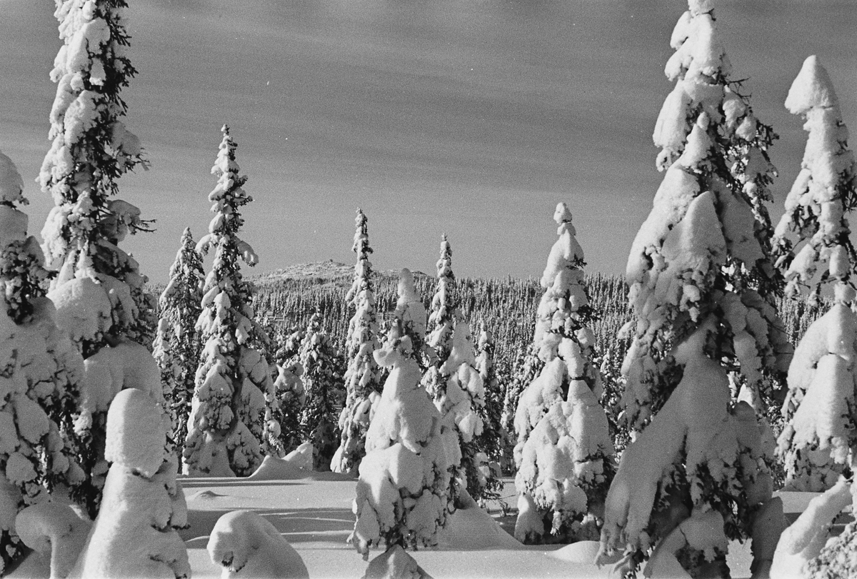 Anders Beer Wilse, Prot: Nordmarka