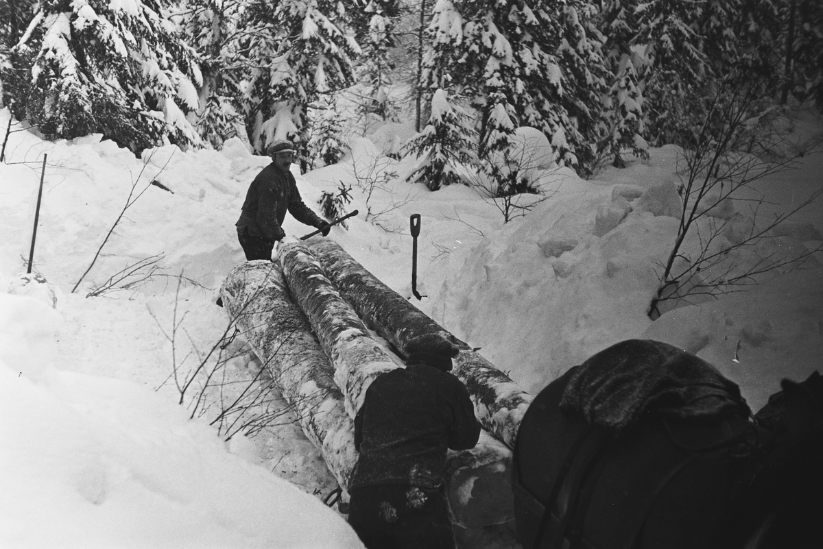 Anders Beer Wilse, Prot: Tömmerkjöring