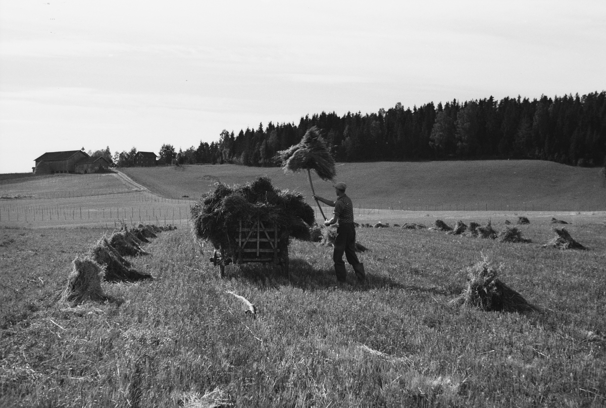 Anders Beer Wilse, Prot: Kornet Kjöres inn