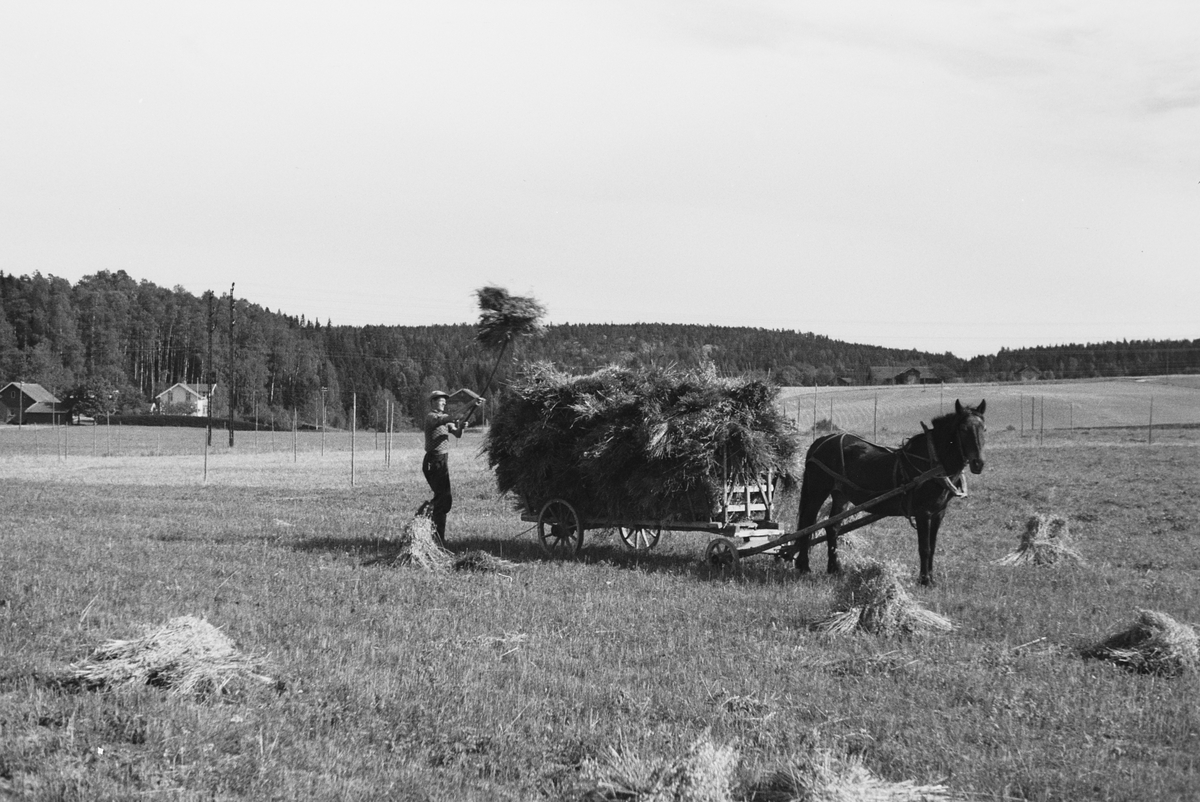 Anders Beer Wilse, Prot: Kornet Kjöres inn