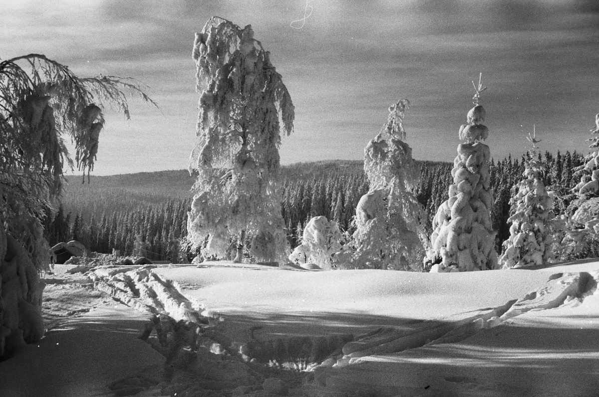Anders Beer Wilse, Prot: Vinter Nordmarka Halvorsen