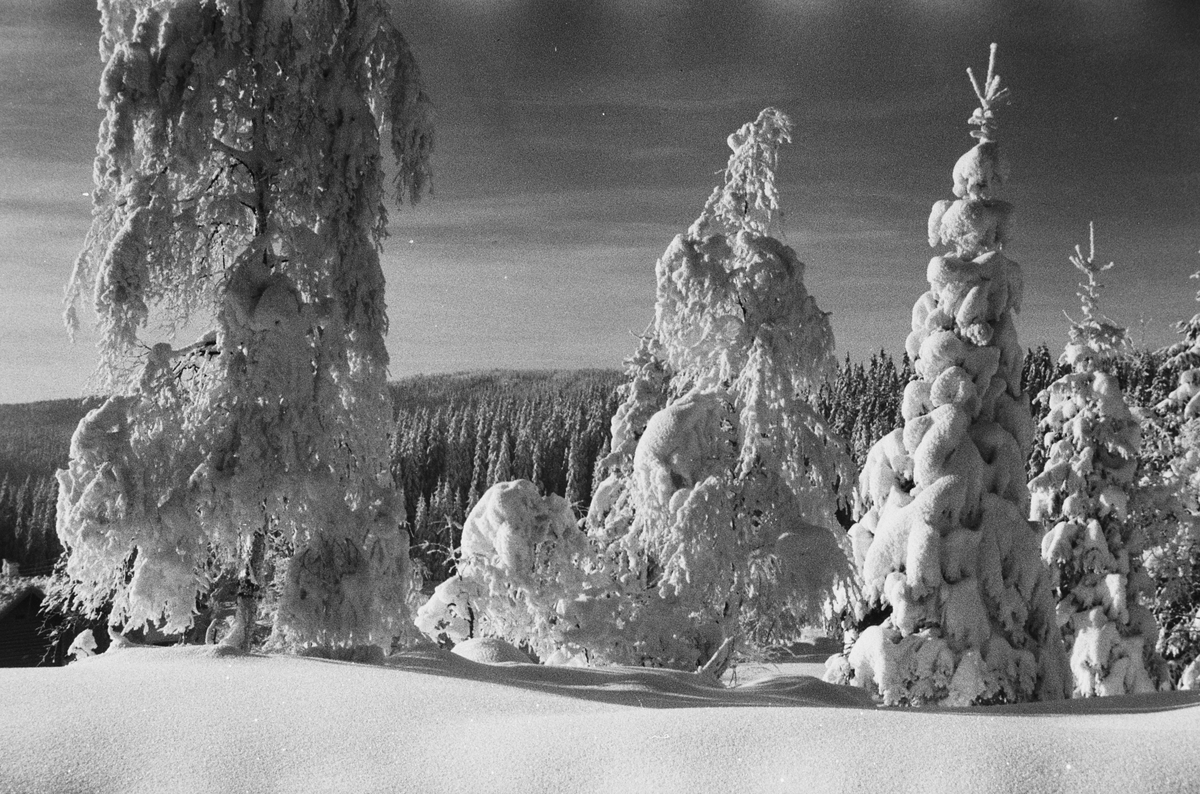 Anders Beer Wilse, Prot: Vinter Nordmarka