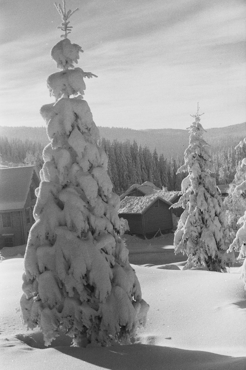 Anders Beer Wilse, Prot: Vinter Nordmarka