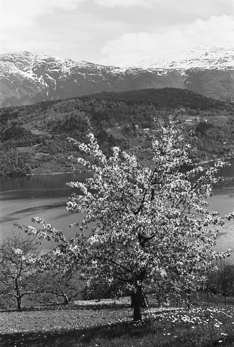 Anders Beer Wilse, Prot: Ulvik