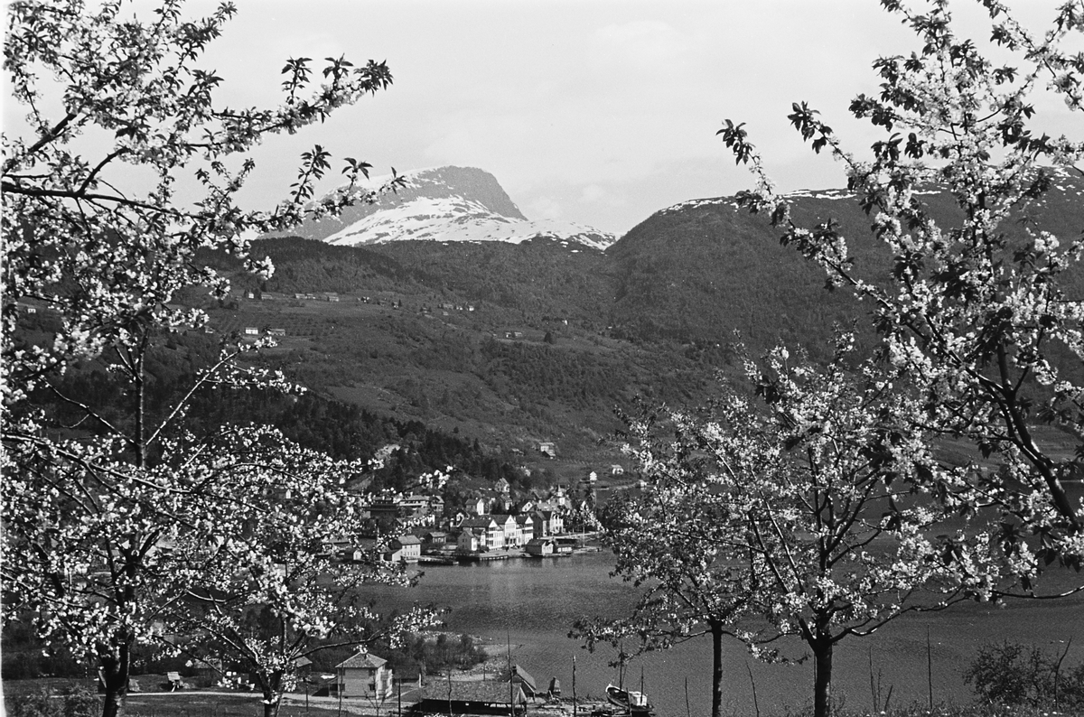 Anders Beer Wilse, Prot: Ulvik