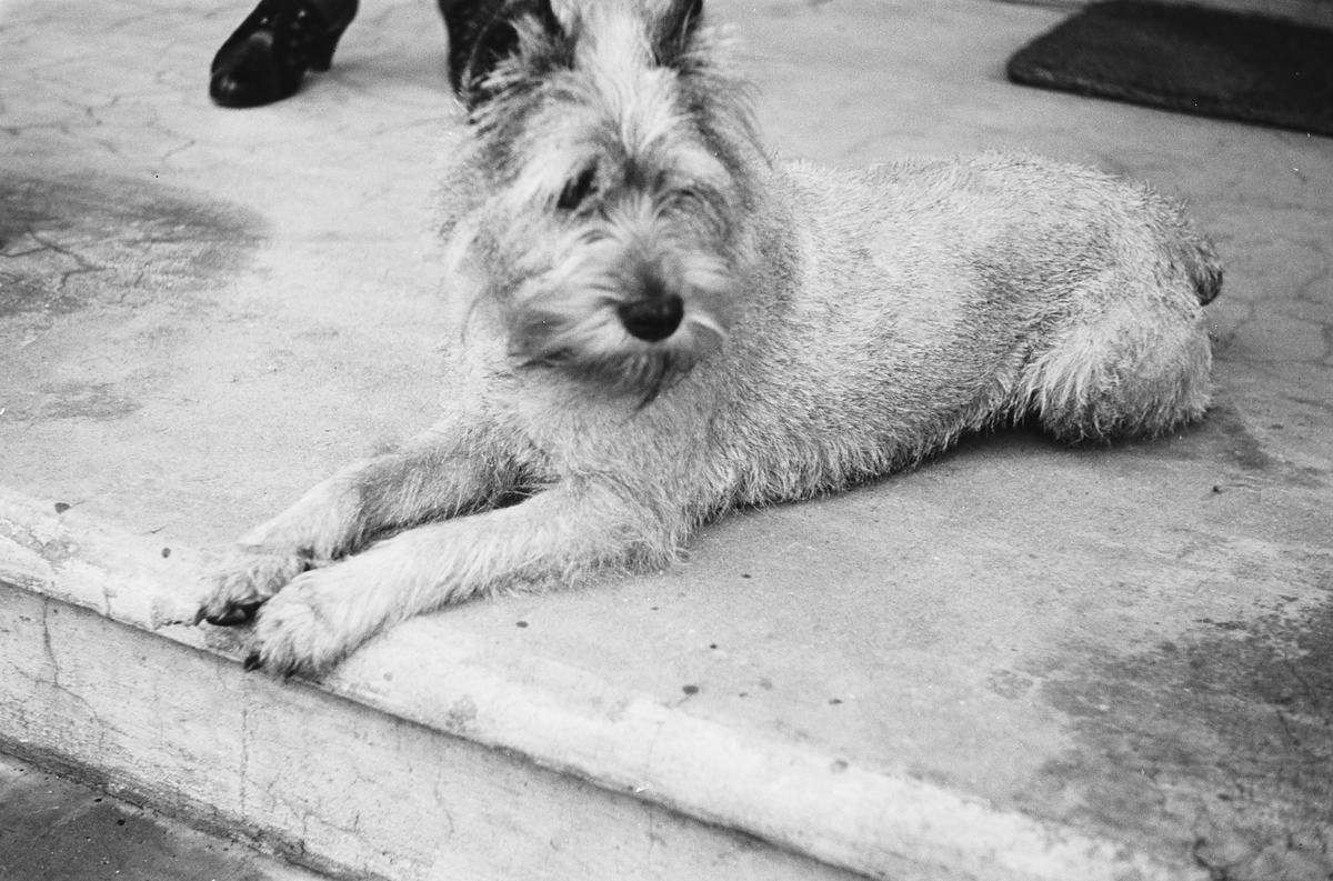 Anders Beer Wilse, Prot: Hamsund Hunden