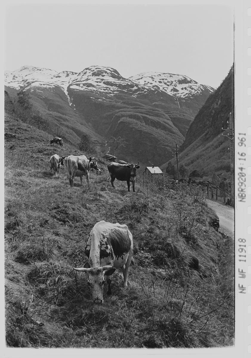 Anders Beer Wilse, Prot: Flåmsdalen - Kreaturer
