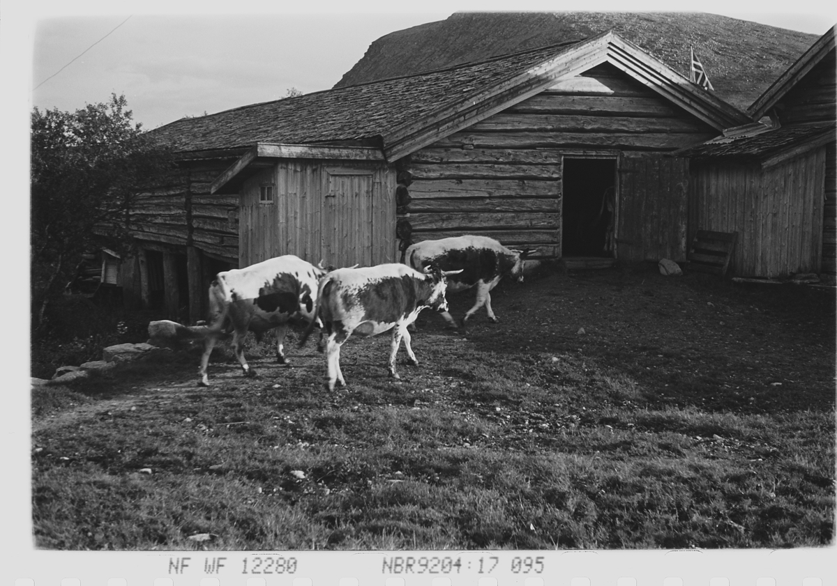 Anders Beer Wilse, Prot: Hjemkomst