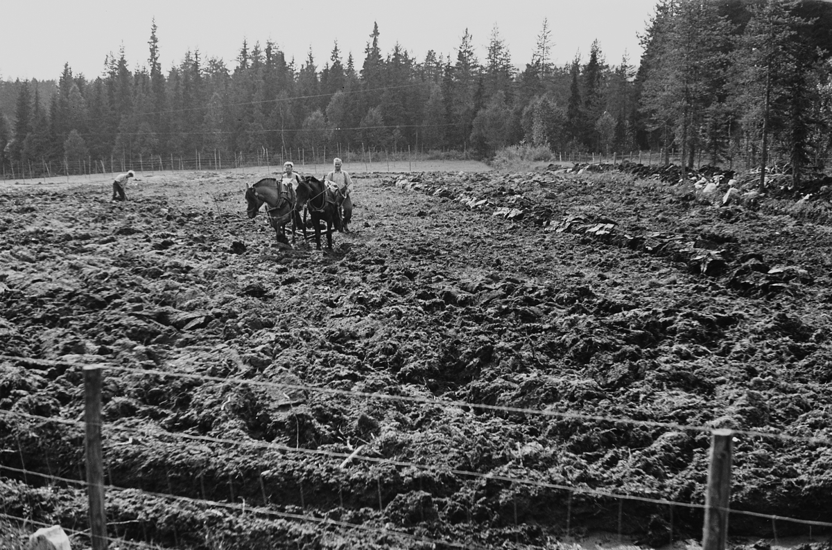 Anders Beer Wilse, Prot: Ny brytning av myrjord