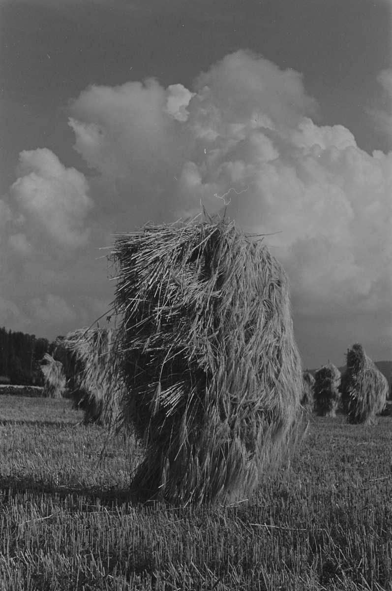 Anders Beer Wilse, Prot: Kornstaur
