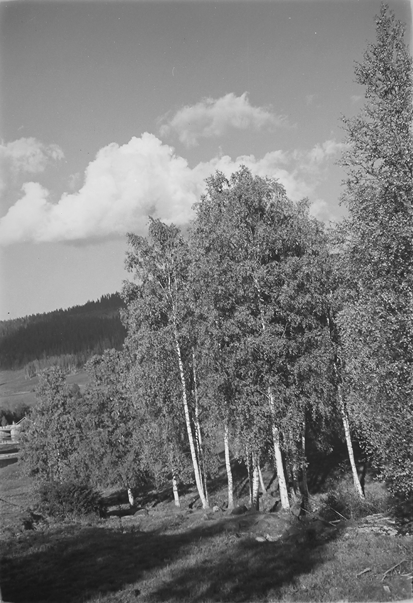 Anders Beer Wilse, Prot: Nordmarka (feil i prot)
