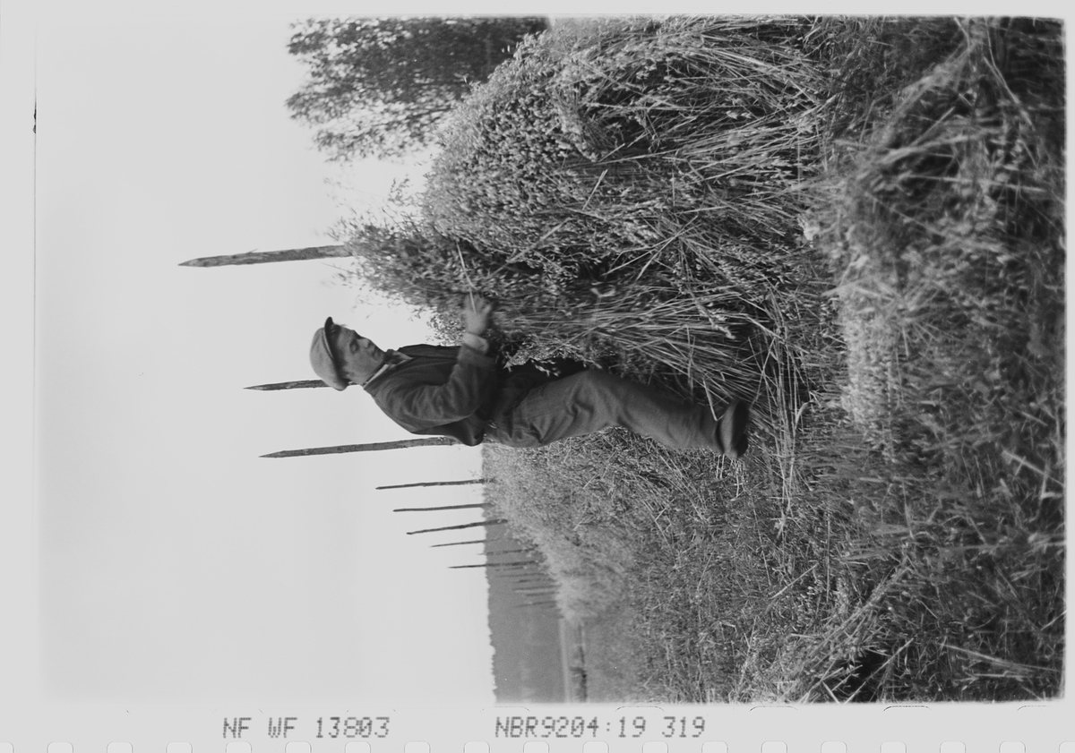 Anders Beer Wilse, Prot: Kornet släes