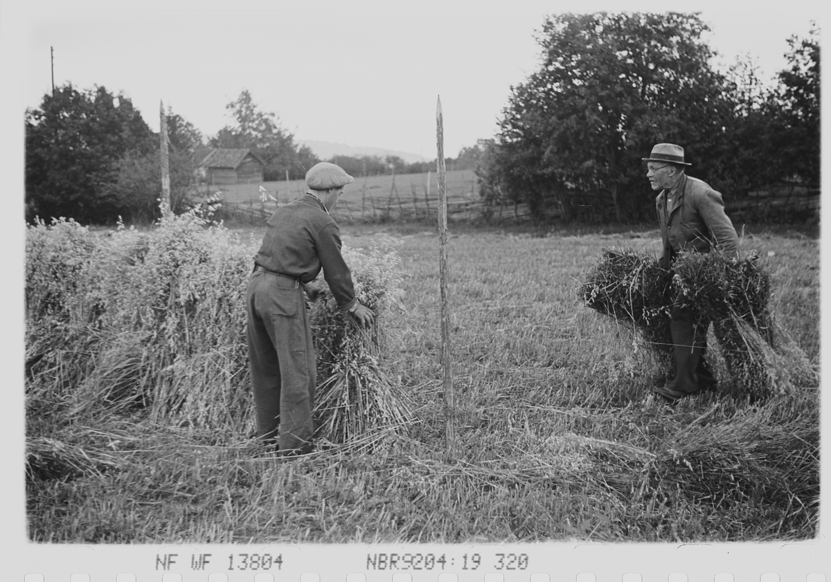 Anders Beer Wilse, Prot: Kornet släes