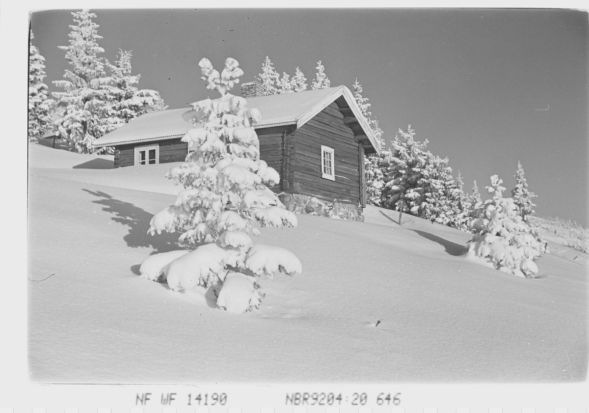 Anders Beer Wilse, Prot: Skogen