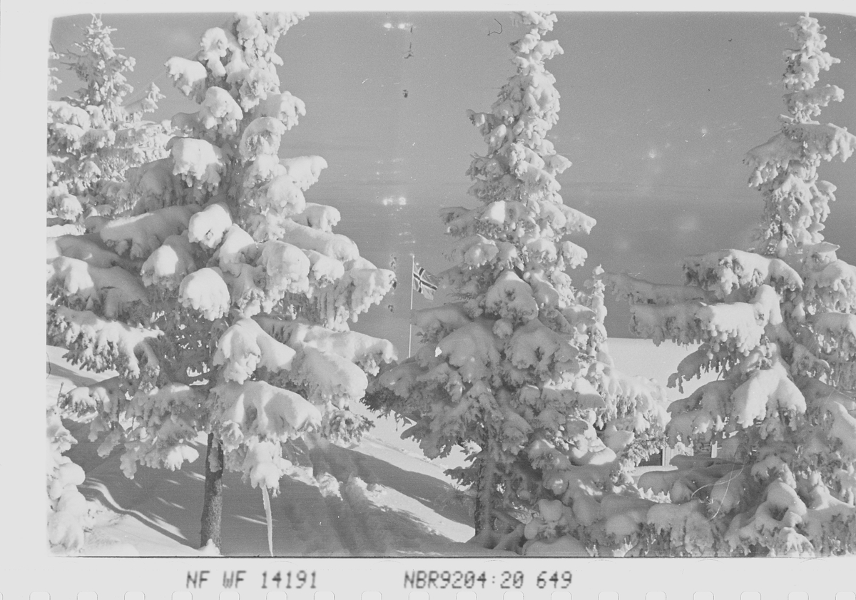Anders Beer Wilse, Prot: Skogen