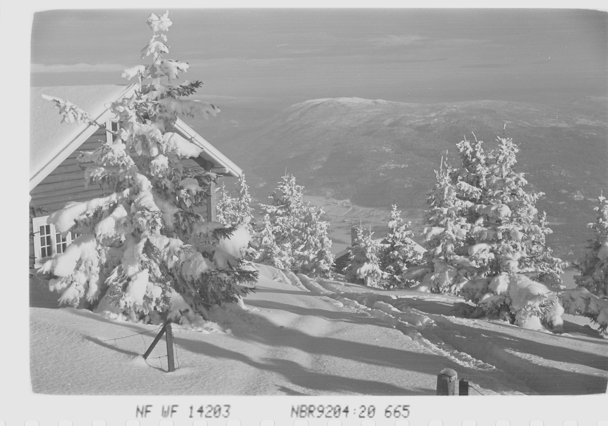 Anders Beer Wilse, Prot: Skogen