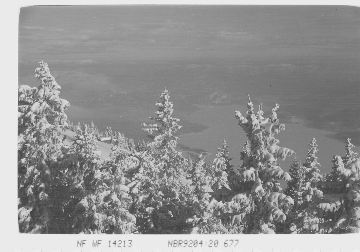 Anders Beer Wilse, Prot: Skogen