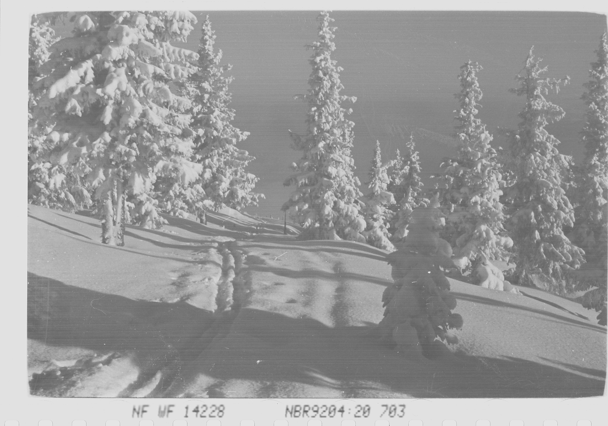 Anders Beer Wilse, Prot: Skogen