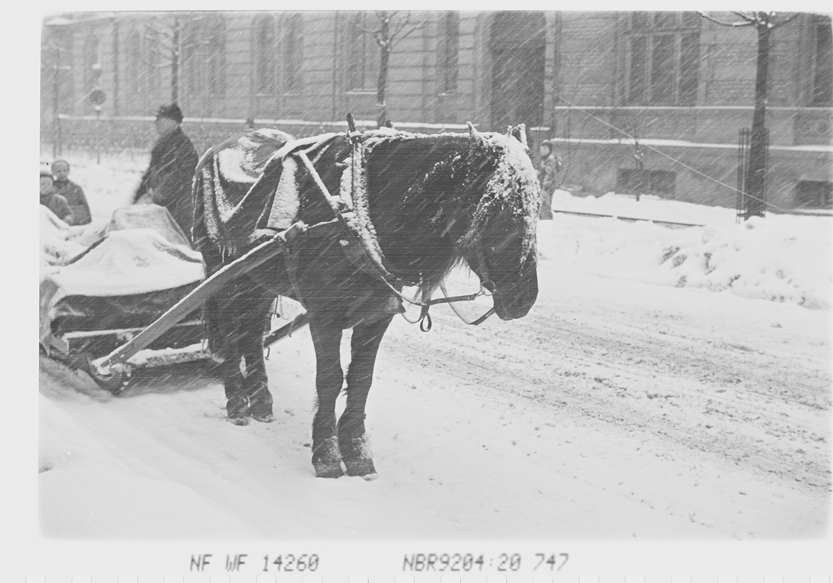 Anders Beer Wilse, Prot: Sneveir hest