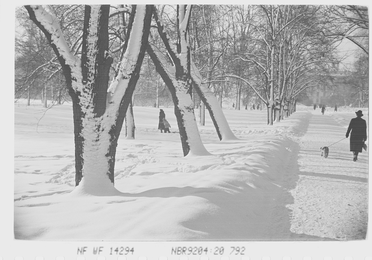 Anders Beer Wilse, Prot: Vinter Slottsparken