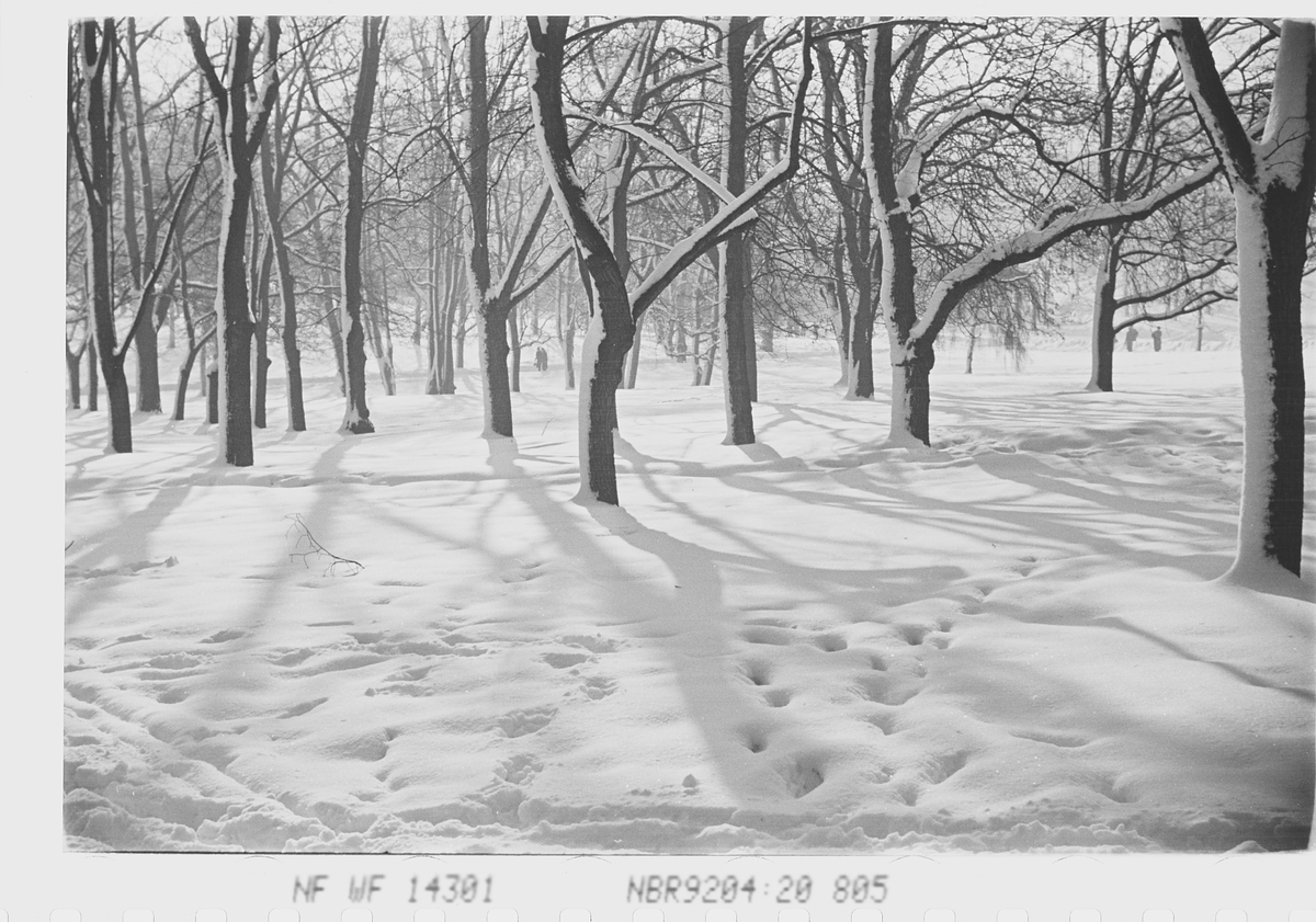 Anders Beer Wilse, Prot: Vinter Slottsparken