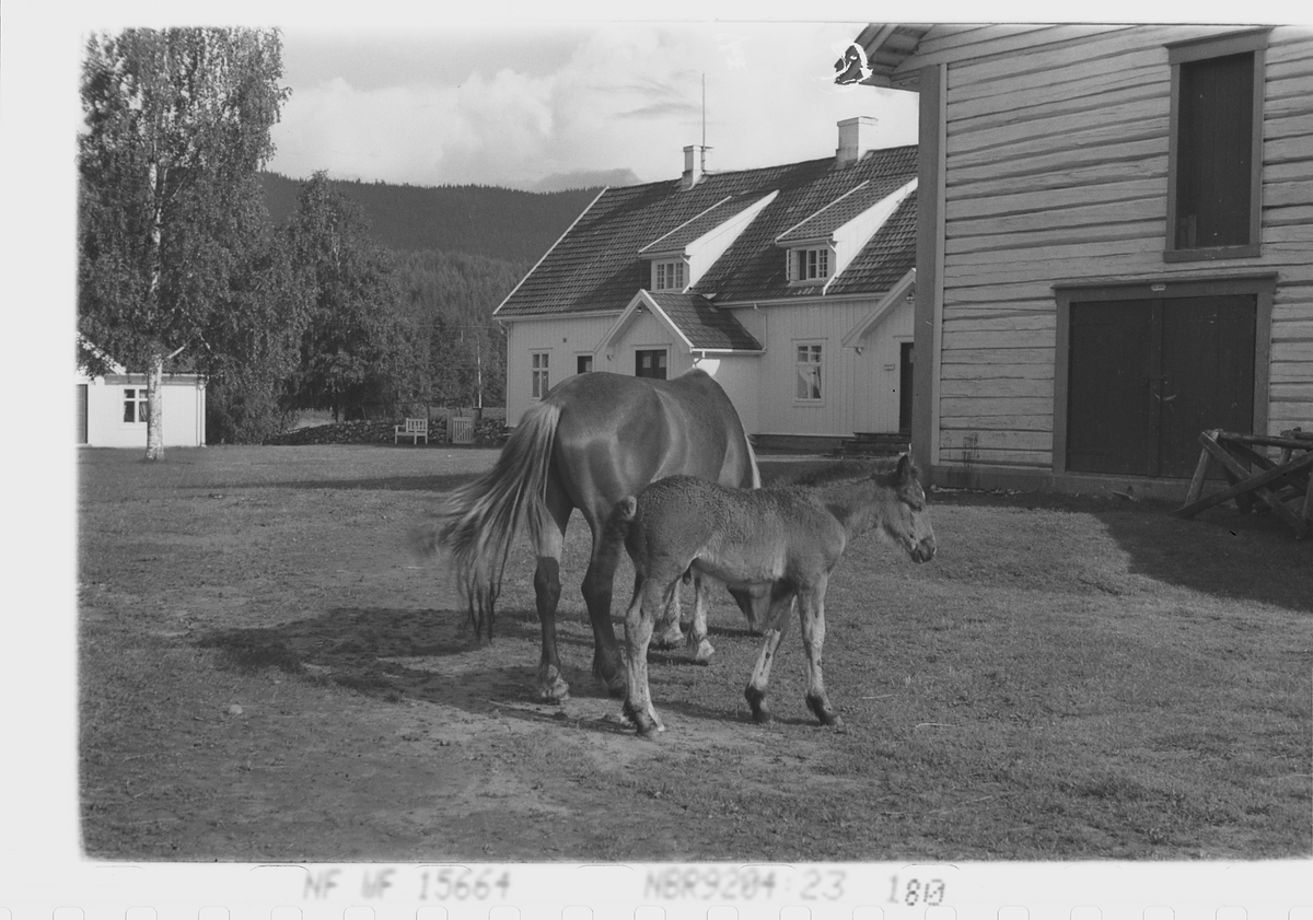 Anders Beer Wilse, Prot: Hest med föll