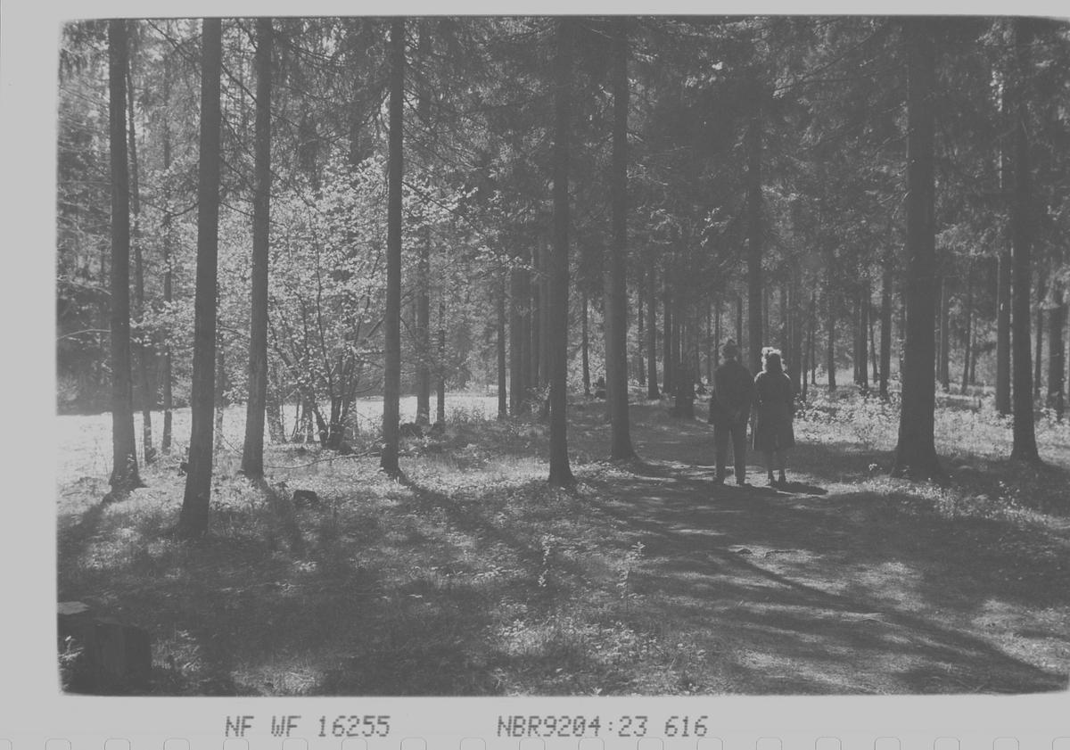 Anders Beer Wilse, Prot: Parken langs elven ved Jar