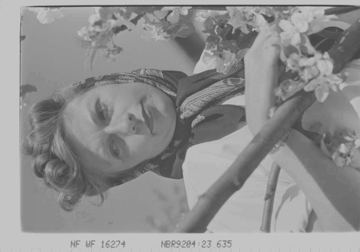 Anders Beer Wilse, Prot: dame fruktblomstgren