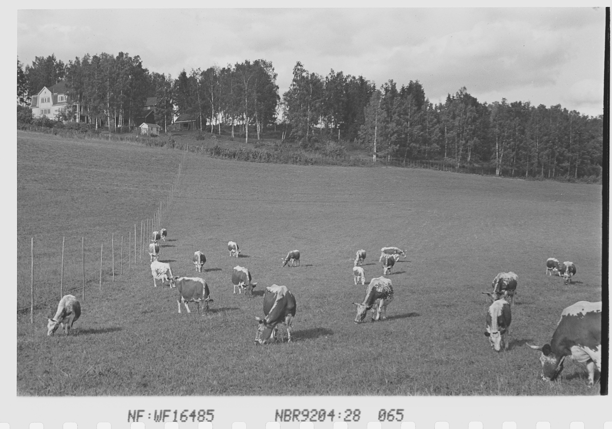 Anders Beer Wilse, Prot: Kreaturer Norderhov