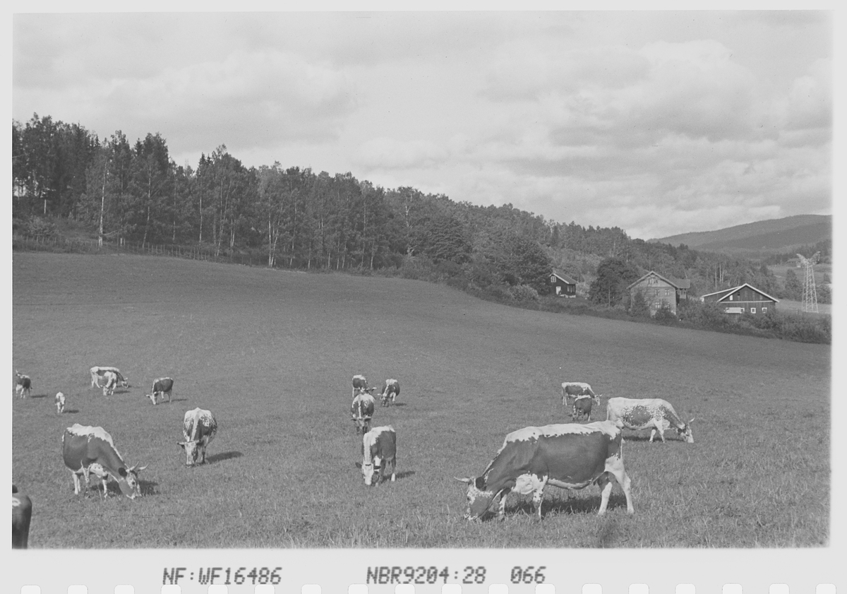 Anders Beer Wilse, Prot: Kreaturer Norderhov