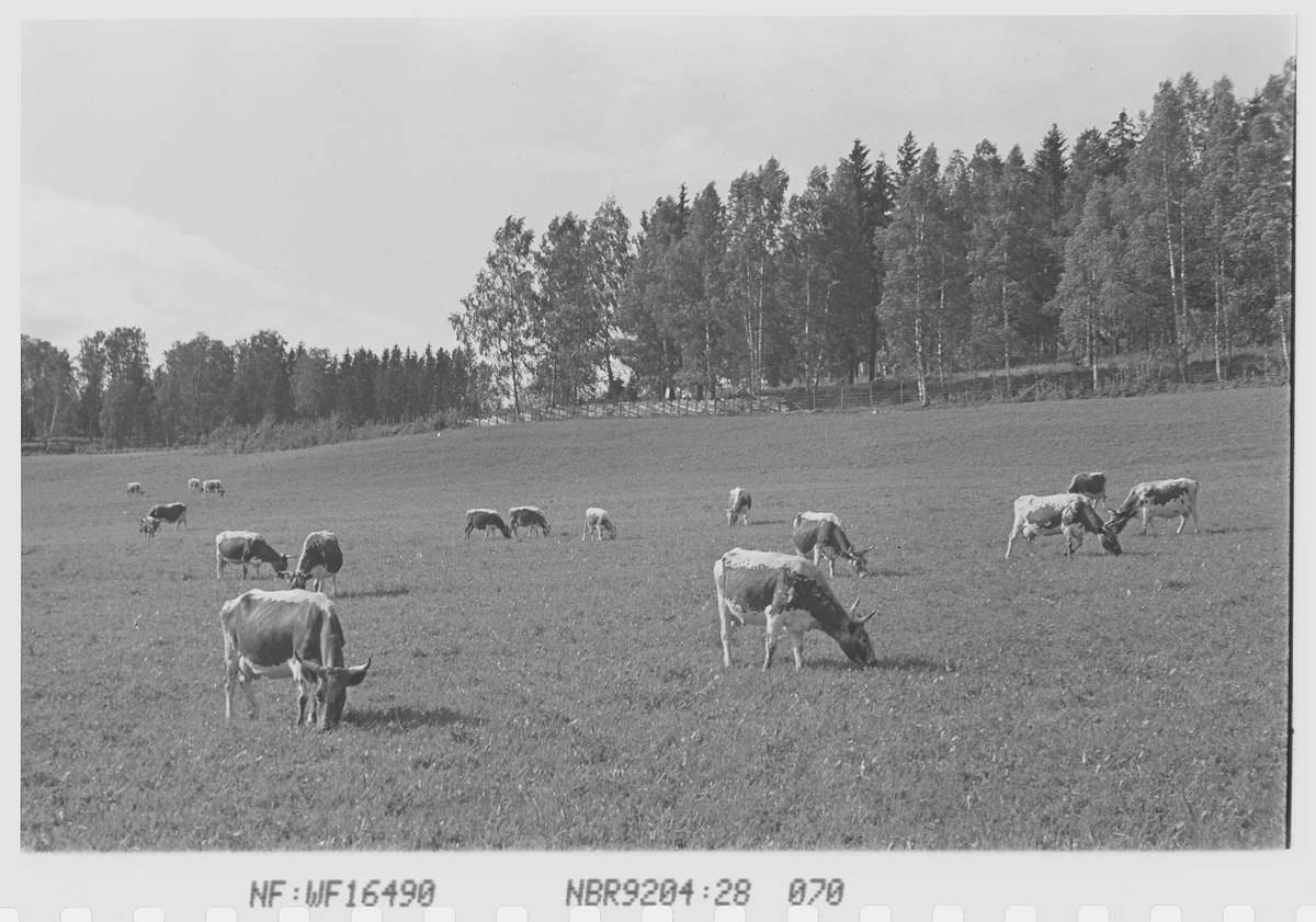 Anders Beer Wilse, Prot: Kreaturer Norderhov