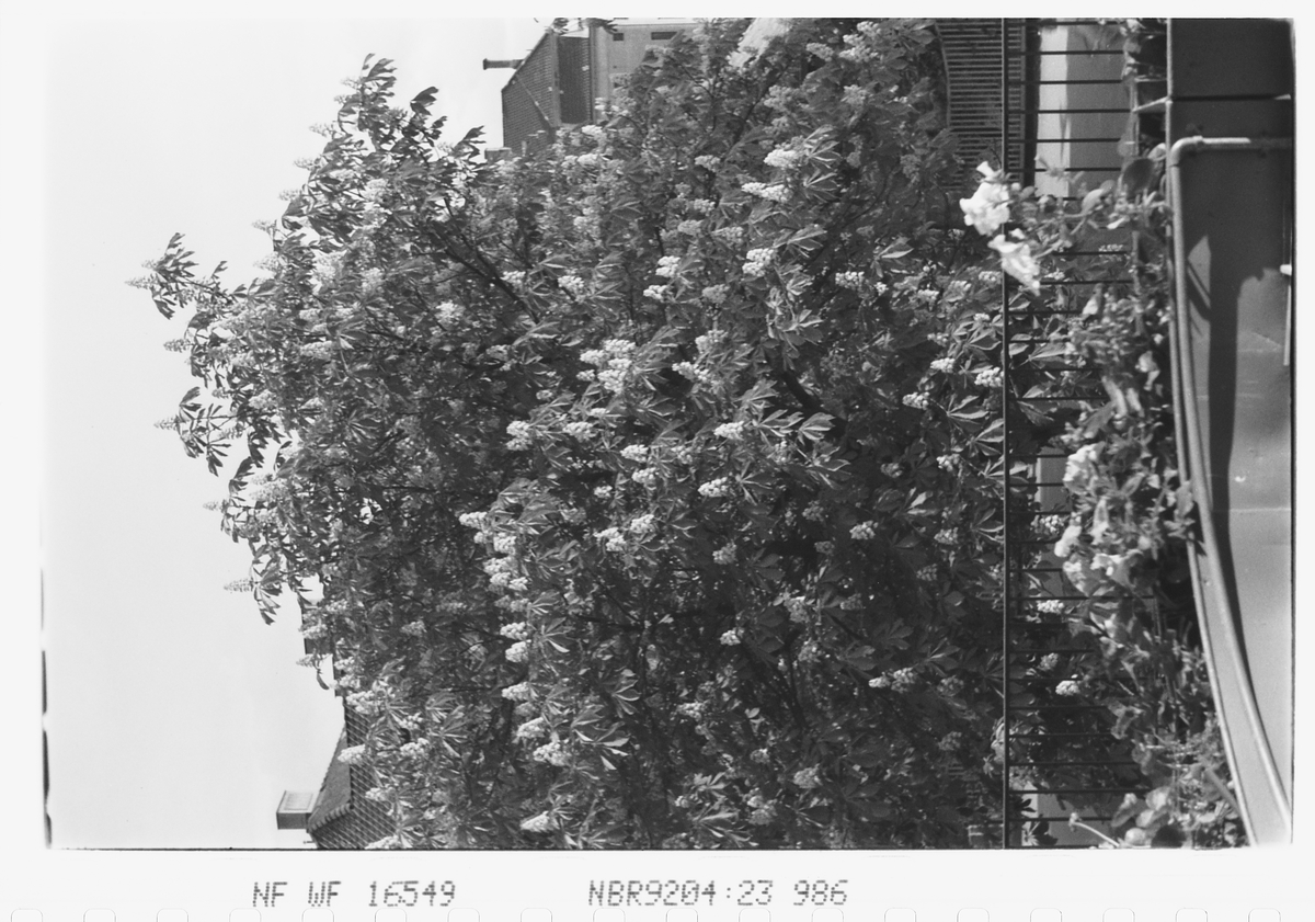 Anders Beer Wilse, Prot: Kastanjer i blomst