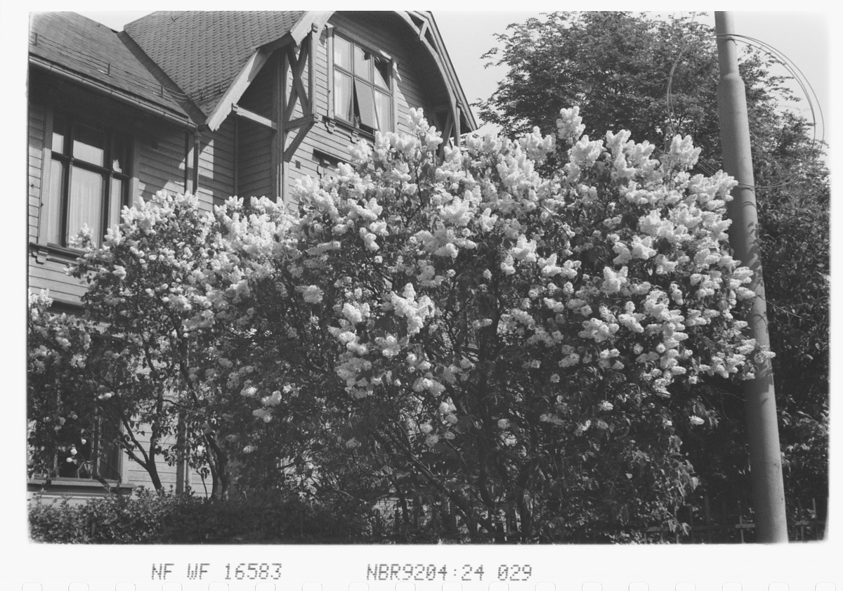 Anders Beer Wilse, Prot: Syrener