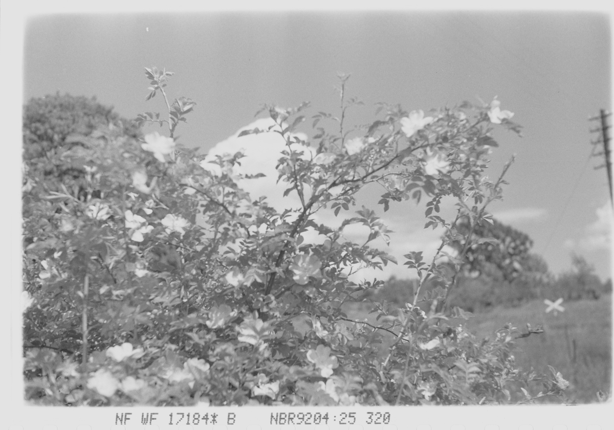 Anders Beer Wilse, NF.WF17184*B
