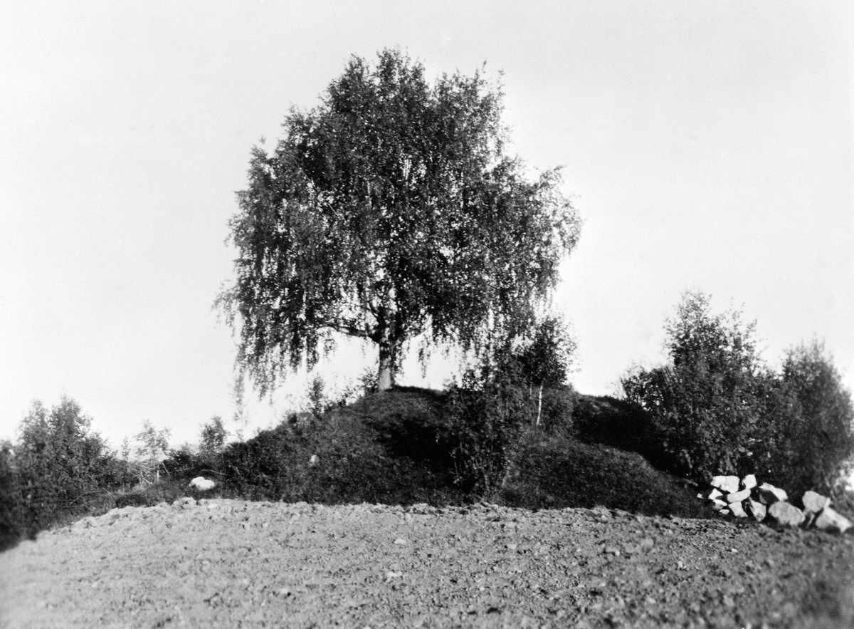 Anno Domkirkeodden, GRAVHAUG PÅ ALU VESTRE, ALU SØNDRE