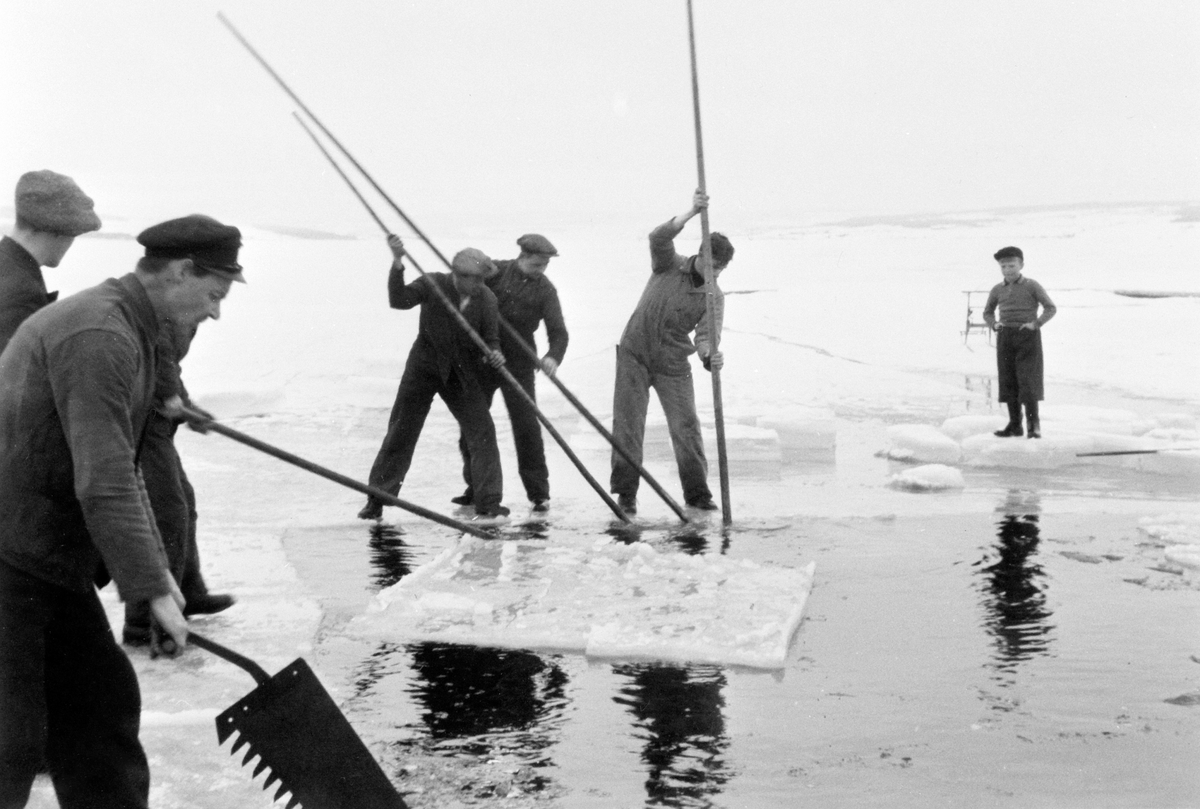 Anno Domkirkeodden, ISSKJÆRING PÅ MJØSA, 6 MENN MED ISSAG OG FLØTESTAKER, MJØSISEN, VINTER. Flere Hamar-bedrifter hentet og lagret isblokker i sagflis for å ha til kjøling sommerstid. Næringsmiddelindustrien hadde stort forbruk av slik is. Enkelte serveringssteder og husholdninger hadde kjøleskap lagd av tre og sinkpl…