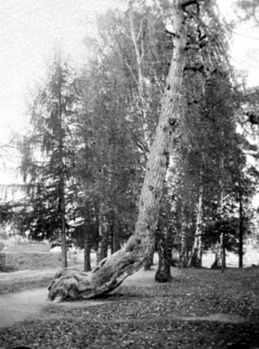 Anno Domkirkeodden, GAMMEL FURUSTAMME: MUNKEN, RIDEHUSSTRANDA