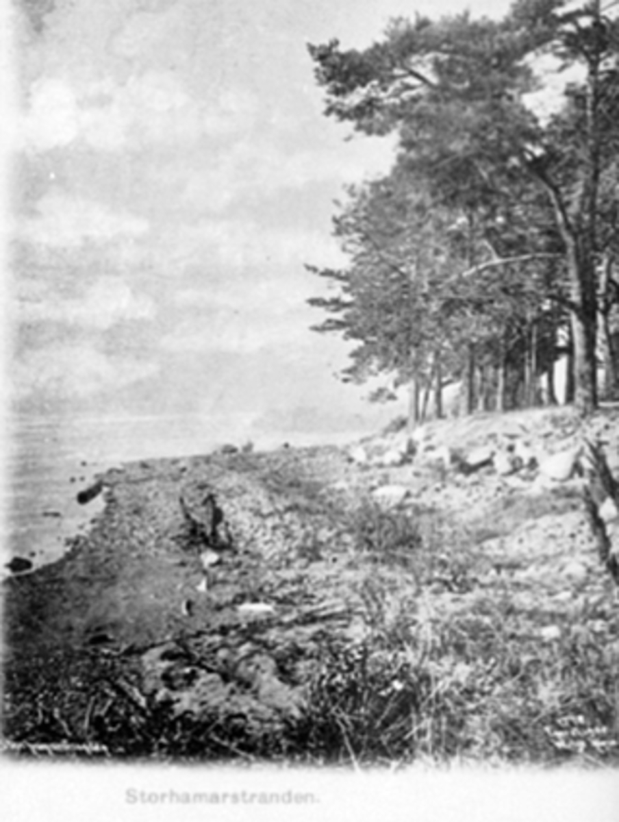 Anno Domkirkeodden, RIDEHUSSTRANDA, STORHAMARSTRANDA, FURUTRÆR
