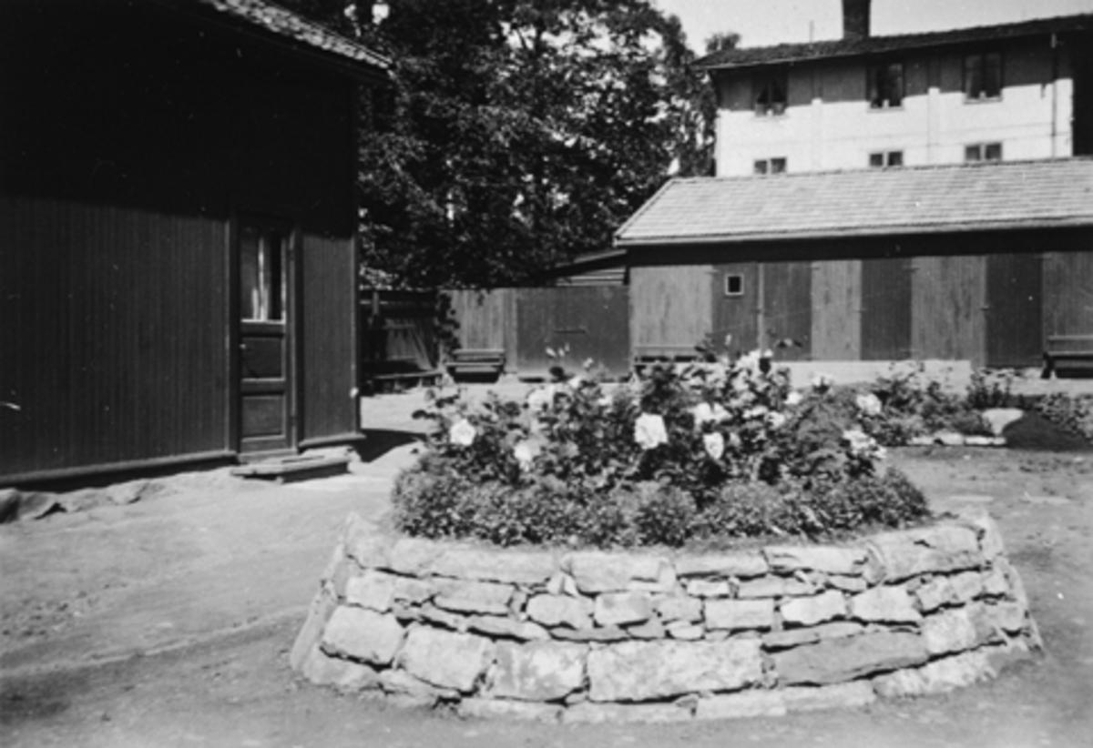 Anno Domkirkeodden, ST. TORFINN, KATOLSKE KIRKE, HAMAR. PRESTEGÅRDENS HAGE, BAKGÅRD, BLOMSTERBED, 1948.
