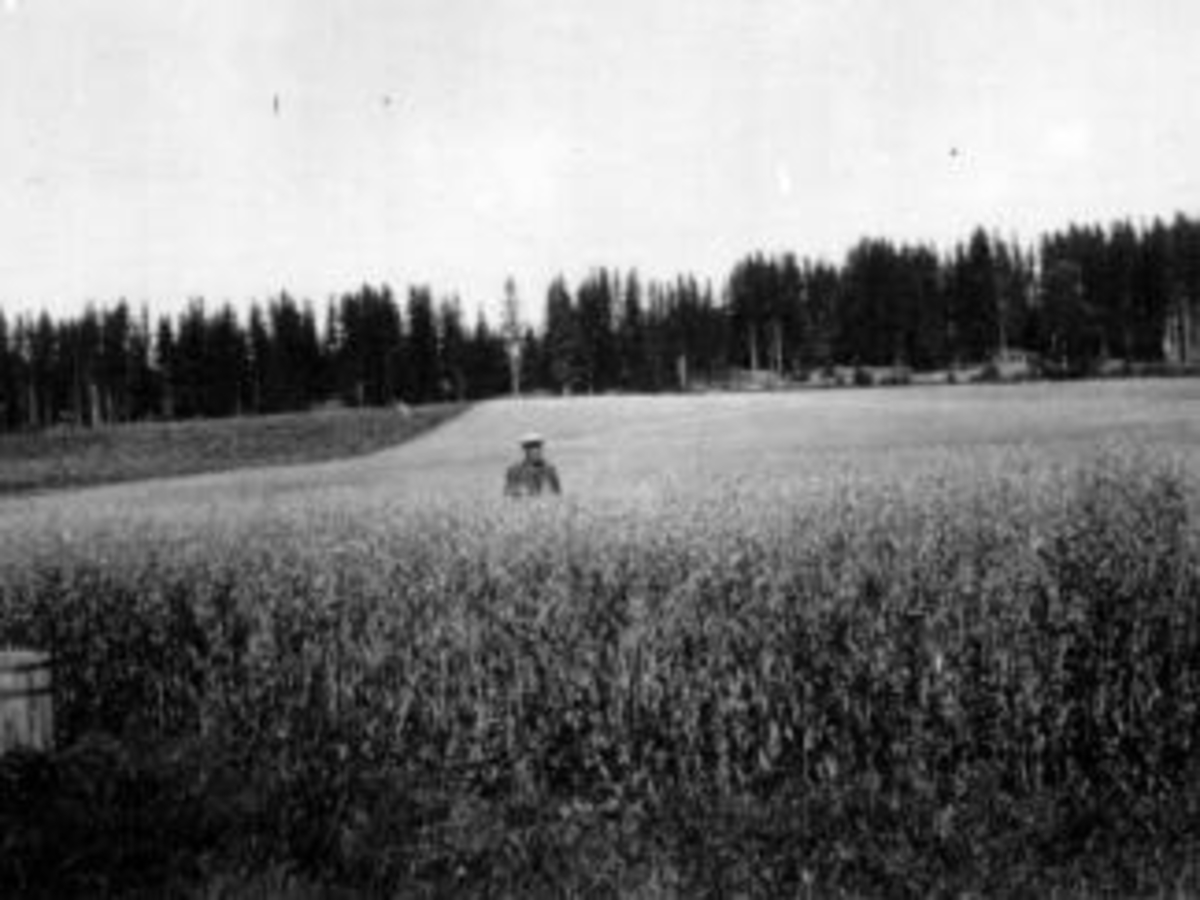 Anno Domkirkeodden, Oversikt havreåker. Johannes Doblug midt i åkeren.