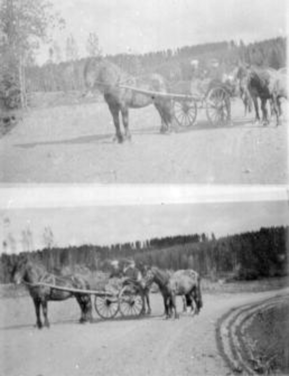Anno Domkirkeodden, Hester med kjerrer. Folk. To fotografier.