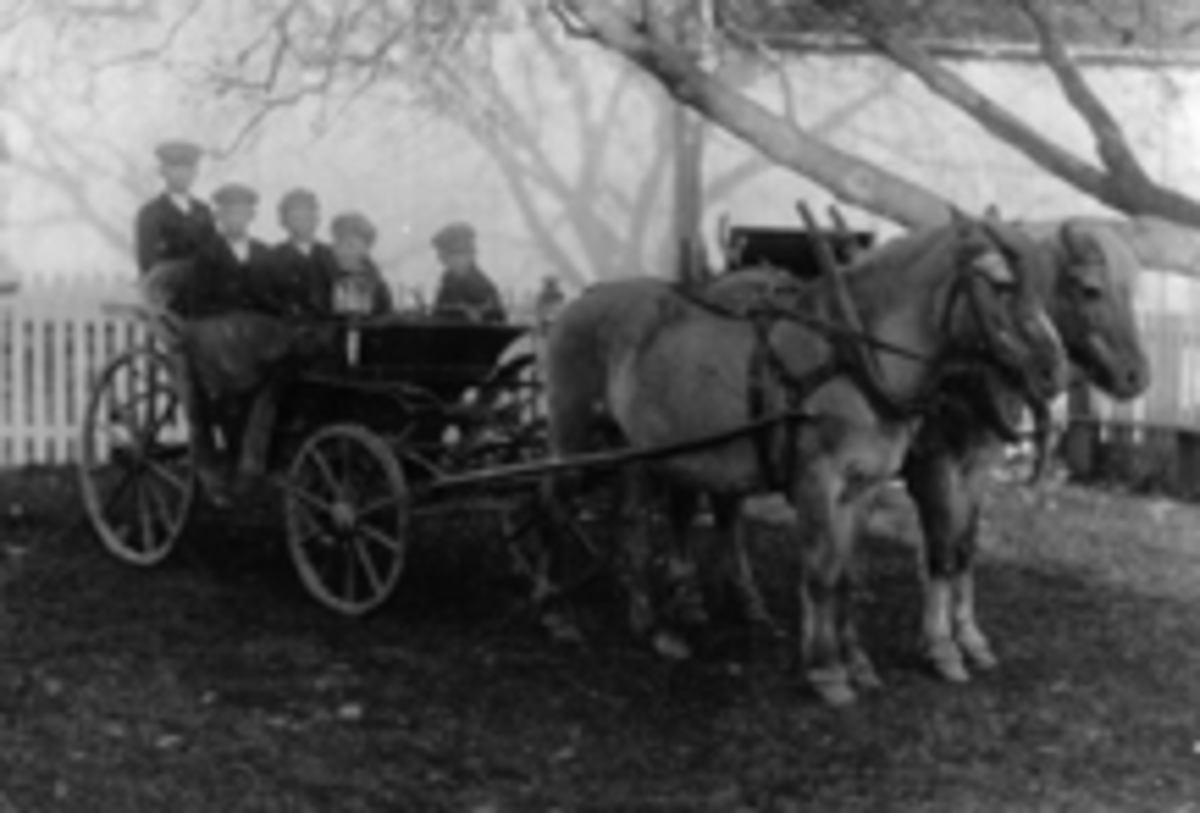 Anno Domkirkeodden, Fem gutter i kørj-trille med tospann hester foran. Fra venstre er Nils Schwabe, Nils Storihle, Hans Storihle, Johan Schwabe, Martin Storihle. Nils Schwabe f. 1899 på hundsvåtta, Nils og Hans Storihle i sætet, Johan Schwbe f. 1904 og Martin Storihle, foran. Hestene heter Blakken og Tassen. Bildet er…