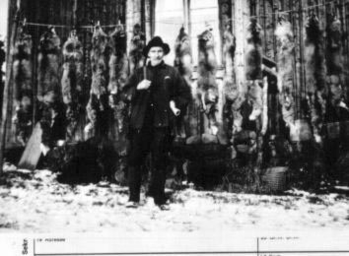 Anno Domkirkeodden, Portrett av jegeren Martin Halset f.1876 med gevær. Mange reveskinn på veggen.