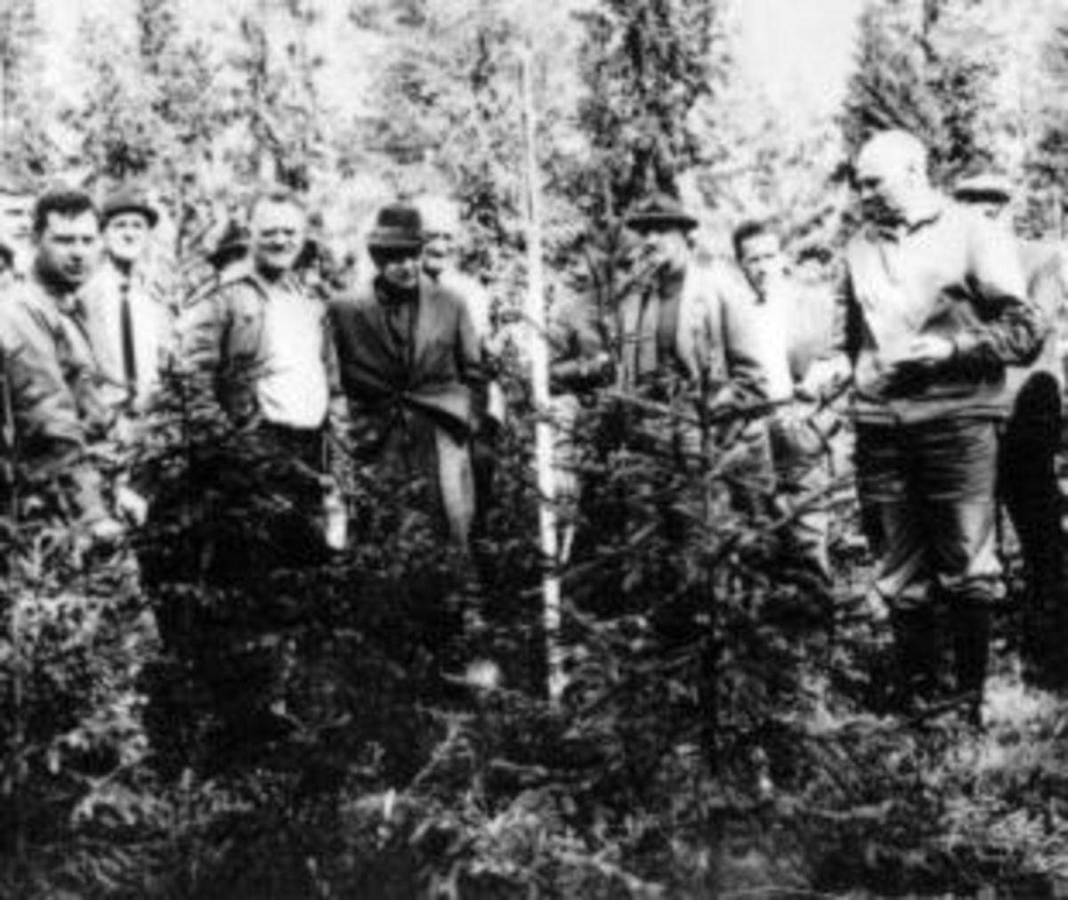Anno Domkirkeodden, Stor gruppe menn på befaringi skog. Ringsaker Almenning.