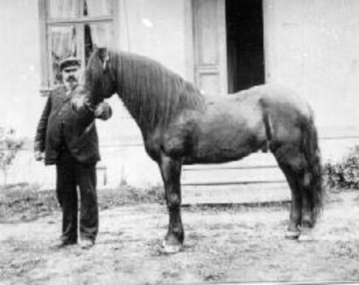 Anno Domkirkeodden, Christian Evensen Haugen (1847-1914) med hest foran hovedtrappa på Mellom-Kise, Nes, Hedmark. Christian Haugen var tømmermerker ogtømmeroppkjøper. Eide Hovsmarka skog på Biri.