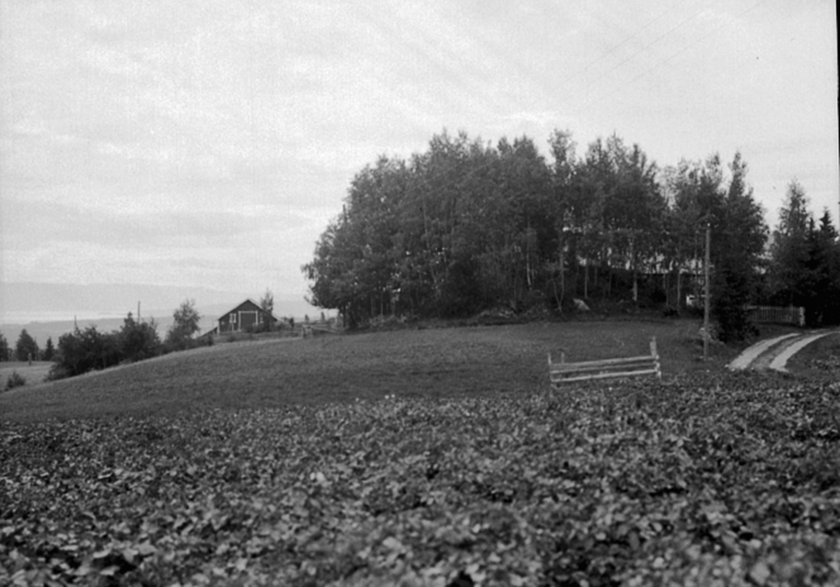 Anno Domkirkeodden, Historisk grav, gravhaug, Bjørge, Åsen, Furnes.